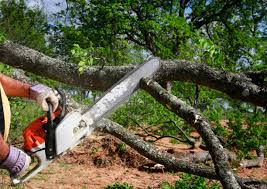 Best Tree and Shrub Care  in Bloomfield, NY